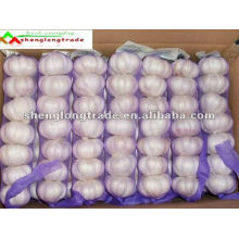 5.5cm white fresh garlic wholesale